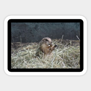 Prairie Dog in Hay Sticker